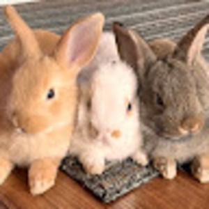 Meet your Posher, Honey